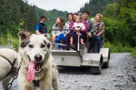 seavey dog sled tours|alaska dog sledding excursions.